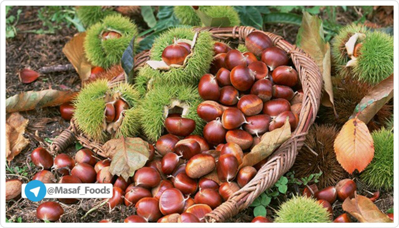 تولید ژلی از جنس شاه بلوط برای درمان علائم واریس